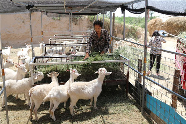 陕西榆阳:创新机制抓脱贫 开拓新路奔小康(图2) 饲养