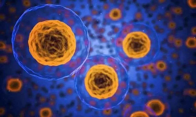 新研究表明:剧烈运动、禁食能激活人体“蛋白质垃圾处理系统”(图1) 新研究表明:剧烈运动、禁食能激活人体“蛋白质垃圾处理系统”(图1)