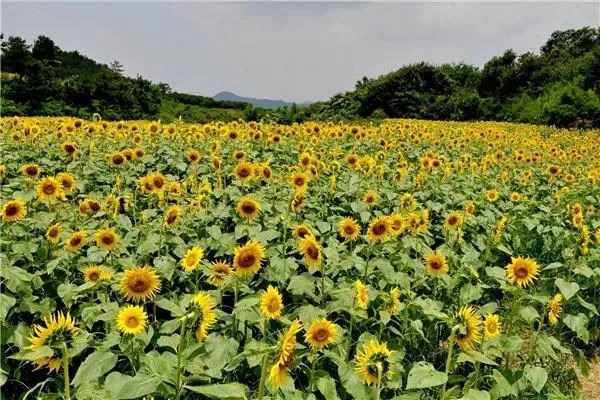 春暖花开 疫情尽散 春游去吧!(图3) 春暖花开 疫情尽散 春游去吧!(图3)